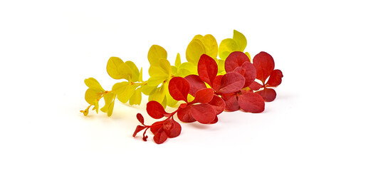 Red and Yellow barberry branch, isolated on a white background.