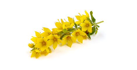 Yellow Loosestrife flowers, isolated on white background.