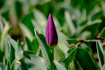 Obraz premium Purple tulip. Closed purple tulip head in the park. Spring blossom background