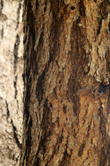 Close-up view of the wild tree stem.