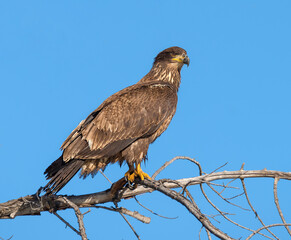 Fototapeta premium Juvenile Bald Eagle perched on branch in profile.
