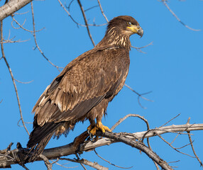 Juvenile Bald Eagle perched on branch in profile.