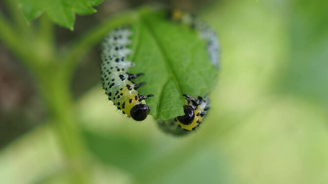 Spotted sawfly larvae on a red currant bush. One of the caterpillars has just molted leaving its skin on the branch.