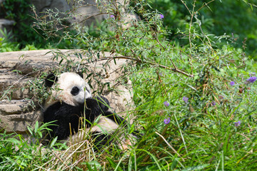 Cute panda in joy