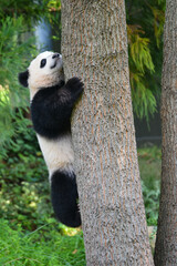Obraz premium Cute panda climbs on a tree 