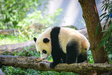 Cute panda in joy