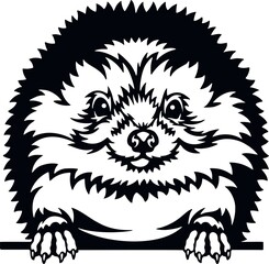 Peeking Hedgehog - Funny Wild Animal peeking out - face head isolated on white