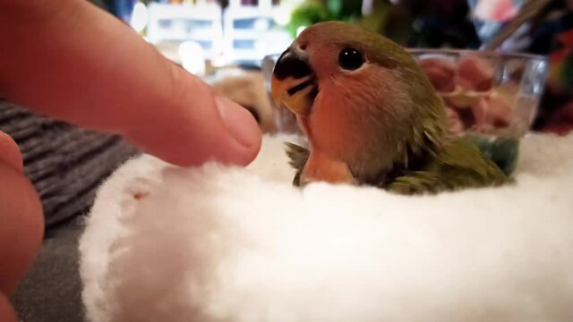 One green parrot sits in a white nest and pecks a mans finger. A pet in a cozy atmosphere. Cute little baby parrot.