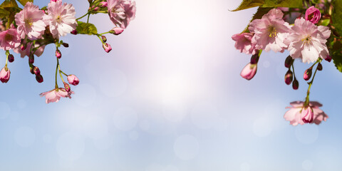 Obraz na płótnie Canvas Cherry blossoms on sky background