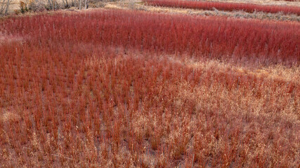 Planted field of wicker for harvesting and handicraft use in basketry and furniture