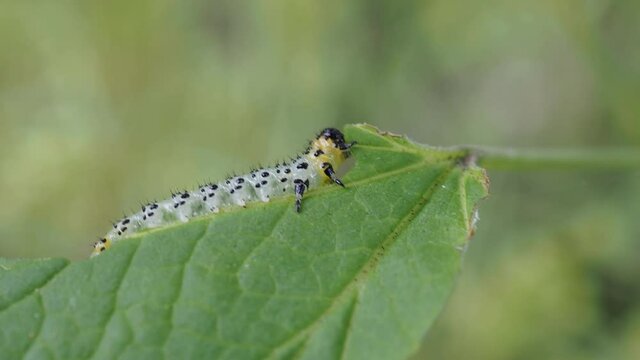 Spotted sawfly larvae on a red currant bush. One of the caterpillars has just molted leaving its skin on the branch.