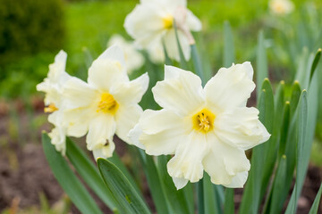 Blooming white yellow daffodil. Flower on a blurred background on a sunny day. First spring flowers. flower bed with white daffodils flowers with green leaves