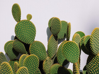 Close-up of Opuntia microdasys (angel's-wings, bunny ears cactus, bunny cactus or polka-dot cactus)