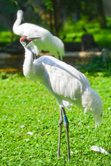 Fototapeta premium Egret (Heron) in a wild meadow