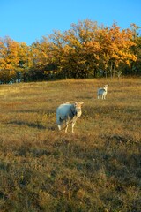 white goat on the field, Ukraine landscape