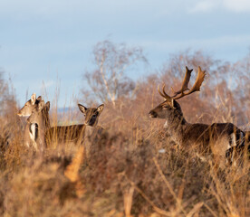 Wild deer in Cannock Chase