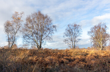 Landscape in Cannock Chase showing trees