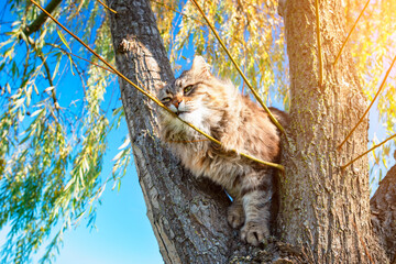 Beautiful cat playing on the tree.