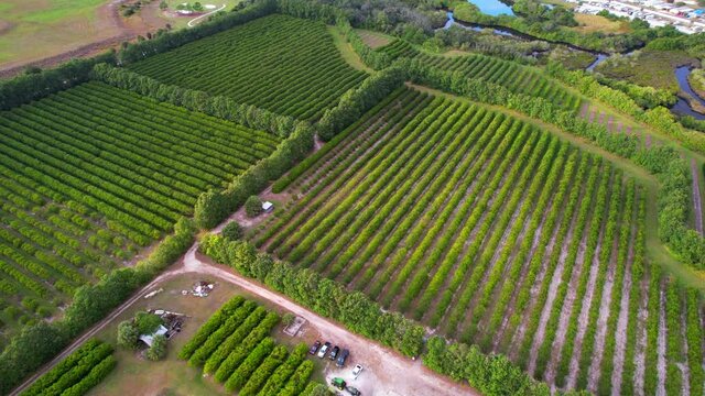 Farm field. American farming and agriculture. Green plantation. Country landscape. Florida oranges trees. Top view. Aerial drone videography.
