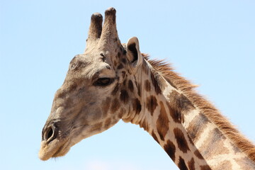 Giraffe in the Kgalagadi