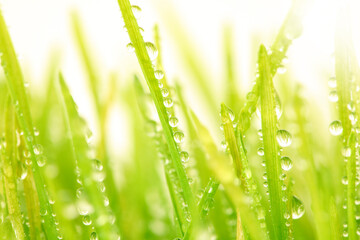 Fototapeta premium Selective soft focus blur green grass with water drop. Nature horizontal long background.