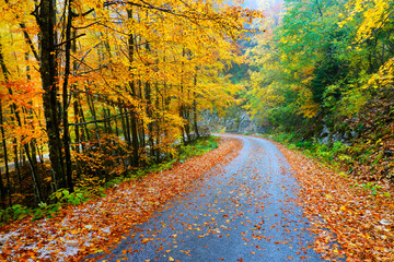 Autumn forest scenery with road of fall leaves & warm light illumining the gold foliage. Footpath in scene autumn forest nature. Vivid october day in colorful forest