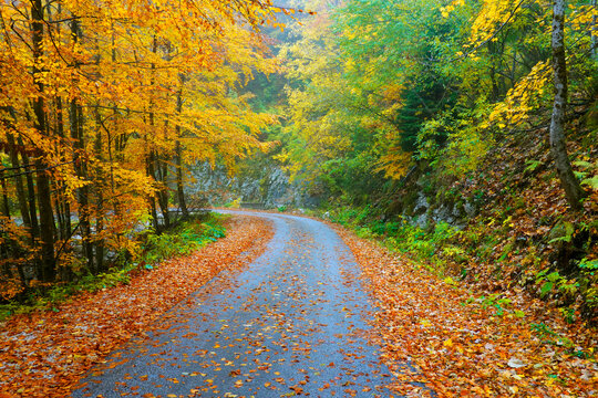 Image of a mountain road in autumn colours
