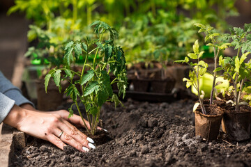 Close-up. The hands of a young woman hold the soil with a young plant. Planting seedlings in the ground. There is a spatula nearby. The concept of nature conservation and agriculture.