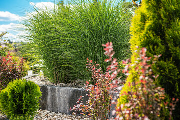 Fototapeta premium Decorative Garden Grasses