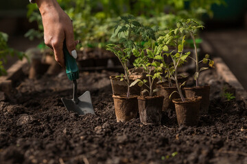 Soil with a young plant. Planting seedlings in the ground. There is a spatula nearby. The concept of agriculture and harvest. Close-up.
