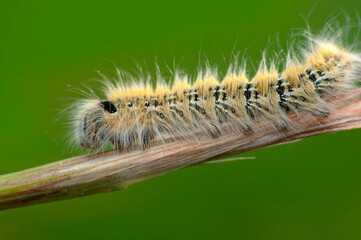 Macro shots, Beautiful nature scene. Close up beautiful caterpillar of butterfly. 