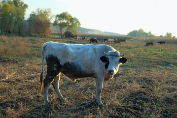cow in a field