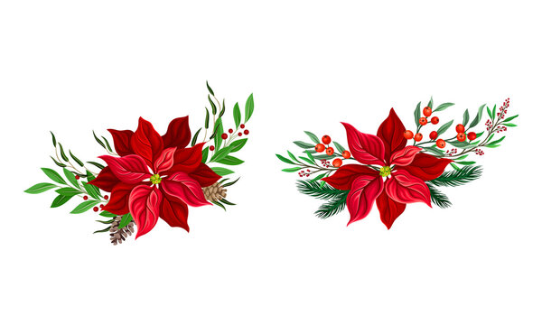 Red poinsettia flower set. Christmas decorations with beautiful flower, fir tree branches and holly vector illustration