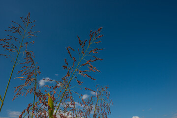 Spikelets of millet on a background of sky.