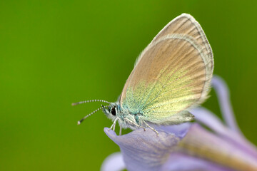 Macro shots, Beautiful nature scene. Closeup beautiful butterfly sitting on the flower in a summer garden.
