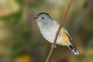 choca-da-mata_Thamnophilus caerulescens