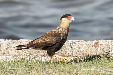 Carcará_Caracara plancus