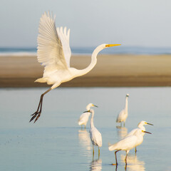 Garça-branca-grande_Ardea alba