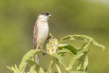 caboquinho-coroado_Sporophila pileata