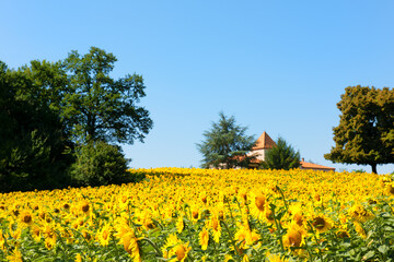 Sunflowers in the Lot-et-Garonne
