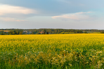 Obraz premium field of rapeseed