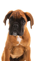 Portrait Boxer puppy on white background