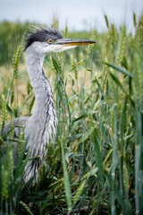 Young grey heron (Ardea cinerea) on a field