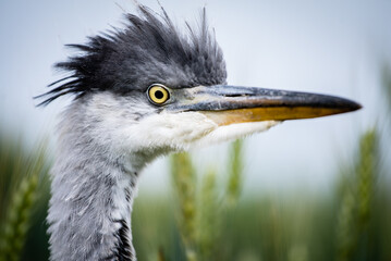 Young grey heron (Ardea cinerea) portrait on a field, close-up