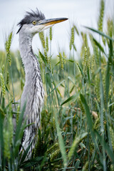 Young grey heron (Ardea cinerea) on a field