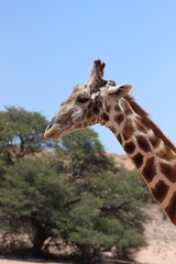 Giraffe in the Kgalagadi