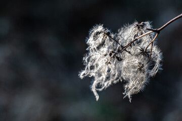 Weißer verblühter Strauch vor dunklem Hintergrund