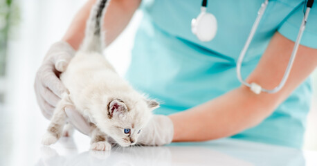 Ragdoll kitten at veterinerian clinic