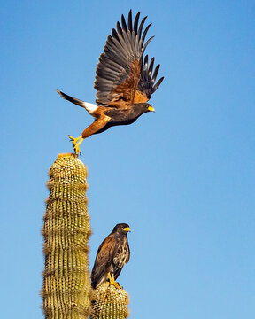 Look Out Below.! Harris's Hawk Takeoff