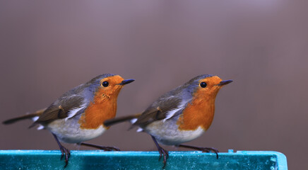 From the series the life of robins. A pair of robins on a feeding trough, against a blurred brown background ...